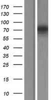 SYN2 / Synapsin II Protein - Western validation with an anti-DDK antibody * L: Control HEK293 lysate R: Over-expression lysate