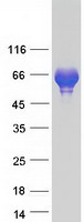 SYN3 / Synapsin III Protein - Purified recombinant protein SYN3 was analyzed by SDS-PAGE gel and Coomassie Blue Staining