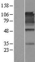 SYNCAM / CADM1 Protein - Western validation with an anti-DDK antibody * L: Control HEK293 lysate R: Over-expression lysate