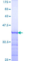 SYNCAM / CADM1 Protein - 12.5% SDS-PAGE Stained with Coomassie Blue.