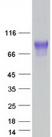 SYNCAM / CADM1 Protein - Purified recombinant protein CADM1 was analyzed by SDS-PAGE gel and Coomassie Blue Staining