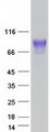 SYNCAM / CADM1 Protein - Purified recombinant protein CADM1 was analyzed by SDS-PAGE gel and Coomassie Blue Staining