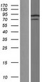 SYNCRIP / HnRNP Q Protein - Western validation with an anti-DDK antibody * L: Control HEK293 lysate R: Over-expression lysate