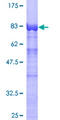 SYNCRIP / HnRNP Q Protein - 12.5% SDS-PAGE of human SYNCRIP stained with Coomassie Blue