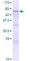 SYNCRIP / HnRNP Q Protein - 12.5% SDS-PAGE of human SYNCRIP stained with Coomassie Blue