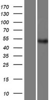 Syndapin I / PACSIN1 Protein - Western validation with an anti-DDK antibody * L: Control HEK293 lysate R: Over-expression lysate