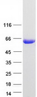 Syndapin I / PACSIN1 Protein - Purified recombinant protein PACSIN1 was analyzed by SDS-PAGE gel and Coomassie Blue Staining