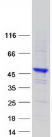 SYNE2 / Nesprin-2 Protein - Purified recombinant protein SYNE2 was analyzed by SDS-PAGE gel and Coomassie Blue Staining