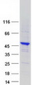 SYNE2 / Nesprin-2 Protein - Purified recombinant protein SYNE2 was analyzed by SDS-PAGE gel and Coomassie Blue Staining