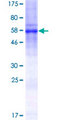 SYNE4 / C19orf46 Protein - 12.5% SDS-PAGE of human C19orf46 stained with Coomassie Blue