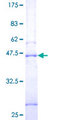 SYNGR1 / Synaptogyrin 1 Protein - 12.5% SDS-PAGE of human SYNGR1 stained with Coomassie Blue