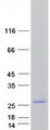 SYNGR1 / Synaptogyrin 1 Protein - Purified recombinant protein SYNGR1 was analyzed by SDS-PAGE gel and Coomassie Blue Staining