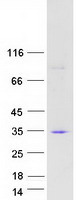 SYNGR2 / Synaptogyrin 2 Protein - Purified recombinant protein SYNGR2 was analyzed by SDS-PAGE gel and Coomassie Blue Staining