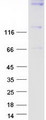 SYNJ1 / Synaptojanin Protein - Purified recombinant protein SYNJ1 was analyzed by SDS-PAGE gel and Coomassie Blue Staining