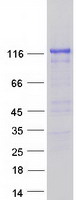 SYNPO / Synaptopodin Protein - Purified recombinant protein SYNPO was analyzed by SDS-PAGE gel and Coomassie Blue Staining