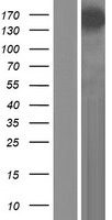 SYNPO2 / Synaptopodin 2 Protein - Western validation with an anti-DDK antibody * L: Control HEK293 lysate R: Over-expression lysate
