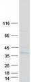 SYNPR / Synaptoporin Protein - Purified recombinant protein SYNPR was analyzed by SDS-PAGE gel and Coomassie Blue Staining