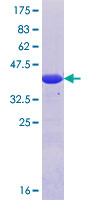 SYNRG Protein - 12.5% SDS-PAGE Stained with Coomassie Blue