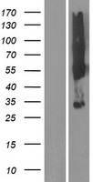 SYPL2 Protein - Western validation with an anti-DDK antibody * L: Control HEK293 lysate R: Over-expression lysate