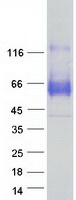 SYT1 / Synaptotagmin Protein - Purified recombinant protein SYT1 was analyzed by SDS-PAGE gel and Coomassie Blue Staining