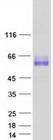 SYT1 / Synaptotagmin Protein - Purified recombinant protein SYT1 was analyzed by SDS-PAGE gel and Coomassie Blue Staining