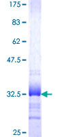 SYT11 Protein - 12.5% SDS-PAGE Stained with Coomassie Blue.
