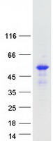 SYT12 / Synaptotagmin12 Protein - Purified recombinant protein SYT12 was analyzed by SDS-PAGE gel and Coomassie Blue Staining