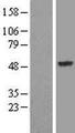 SYT13 Protein - Western validation with an anti-DDK antibody * L: Control HEK293 lysate R: Over-expression lysate