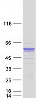 SYT13 Protein - Purified recombinant protein SYT13 was analyzed by SDS-PAGE gel and Coomassie Blue Staining