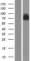SYT14 Protein - Western validation with an anti-DDK antibody * L: Control HEK293 lysate R: Over-expression lysate