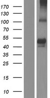 SYT15 Protein - Western validation with an anti-DDK antibody * L: Control HEK293 lysate R: Over-expression lysate
