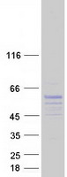 SYT17 Protein - Purified recombinant protein SYT17 was analyzed by SDS-PAGE gel and Coomassie Blue Staining