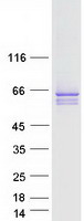 SYT2 Protein - Purified recombinant protein SYT2 was analyzed by SDS-PAGE gel and Coomassie Blue Staining