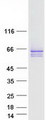 SYT2 Protein - Purified recombinant protein SYT2 was analyzed by SDS-PAGE gel and Coomassie Blue Staining