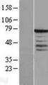 SYT3 / Synaptotagmin 3 Protein - Western validation with an anti-DDK antibody * L: Control HEK293 lysate R: Over-expression lysate