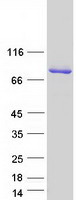 SYT3 / Synaptotagmin 3 Protein - Purified recombinant protein SYT3 was analyzed by SDS-PAGE gel and Coomassie Blue Staining