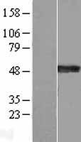 SYT4 Protein - Western validation with an anti-DDK antibody * L: Control HEK293 lysate R: Over-expression lysate