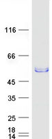 SYT4 Protein - Purified recombinant protein SYT4 was analyzed by SDS-PAGE gel and Coomassie Blue Staining