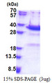 SYT5 Protein