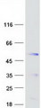 SYT5 Protein - Purified recombinant protein SYT5 was analyzed by SDS-PAGE gel and Coomassie Blue Staining
