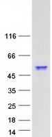 SYT6 / Synaptotagmin 6 Protein - Purified recombinant protein SYT6 was analyzed by SDS-PAGE gel and Coomassie Blue Staining