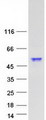 SYT6 / Synaptotagmin 6 Protein - Purified recombinant protein SYT6 was analyzed by SDS-PAGE gel and Coomassie Blue Staining