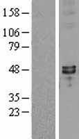 SYT7 / Synaptotagmin 7 Protein - Western validation with an anti-DDK antibody * L: Control HEK293 lysate R: Over-expression lysate