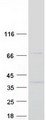 SYT9 / Synaptotagmin 9 Protein - Purified recombinant protein SYT9 was analyzed by SDS-PAGE gel and Coomassie Blue Staining