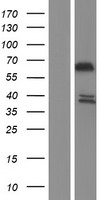 SYTL1 Protein - Western validation with an anti-DDK antibody * L: Control HEK293 lysate R: Over-expression lysate