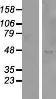 SYTL2 / SLP2 Protein - Western validation with an anti-DDK antibody * L: Control HEK293 lysate R: Over-expression lysate