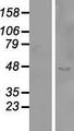 SYTL2 / SLP2 Protein - Western validation with an anti-DDK antibody * L: Control HEK293 lysate R: Over-expression lysate