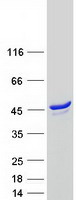 SYTL2 / SLP2 Protein - Purified recombinant protein SYTL2 was analyzed by SDS-PAGE gel and Coomassie Blue Staining