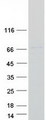 SYTL3 Protein - Purified recombinant protein SYTL3 was analyzed by SDS-PAGE gel and Coomassie Blue Staining