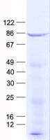 SYTL4 / Granuphilin Protein